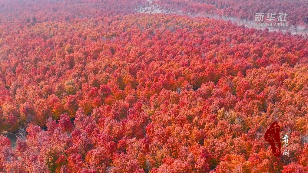 千城百縣看中國｜山東蘭山：紅楓似火染冬韻