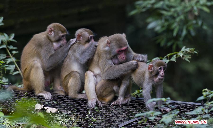 XINHUA-PICTURES OF THE YEAR 2017-CHINA