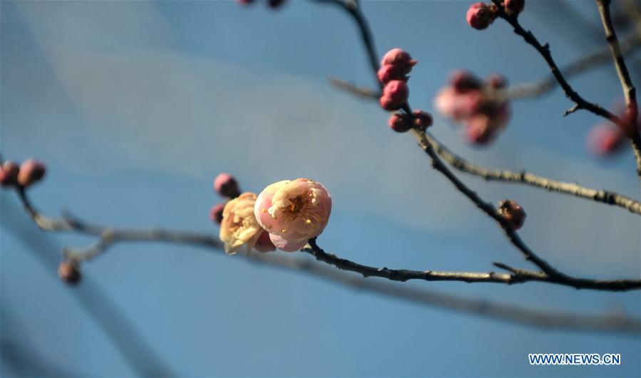#CHINA-SPRING-PLUM BLOSSOM (CN)