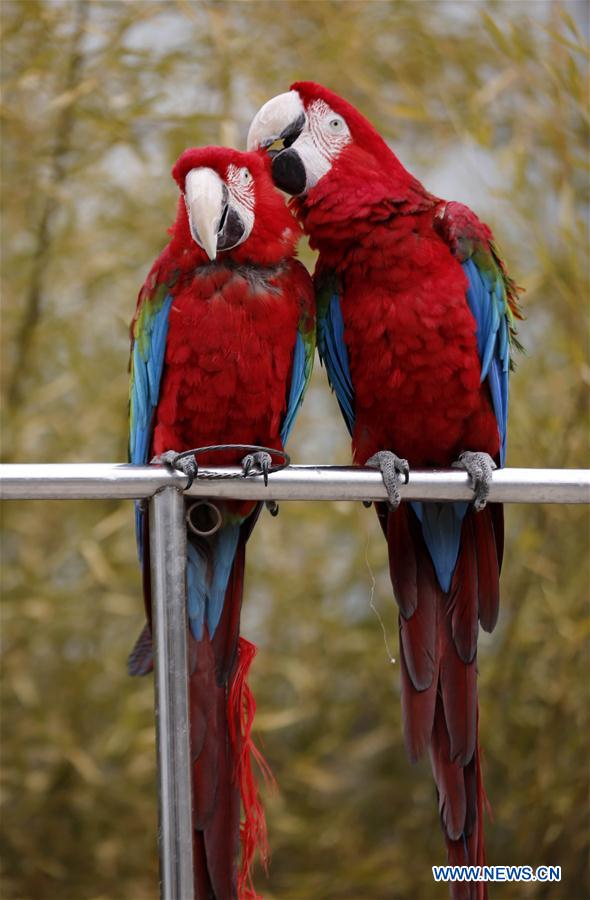 #CHINA-VALENTINE'S DAY-ANIMALS (CN)