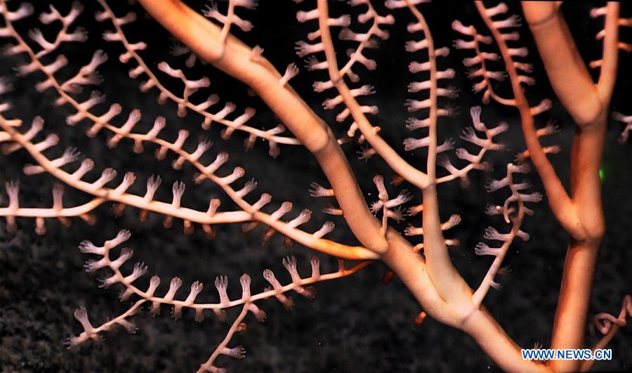 CHINA-ON BOARD KEXUE-SEAMOUNTS-CORAL(CN)