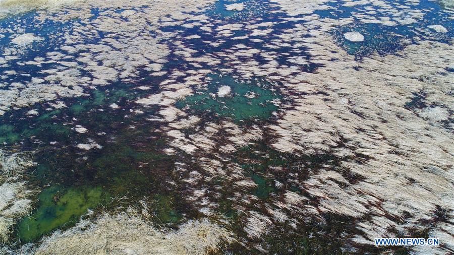 CHINA-YINCHUAN-WETLAND PROTECTION (CN)