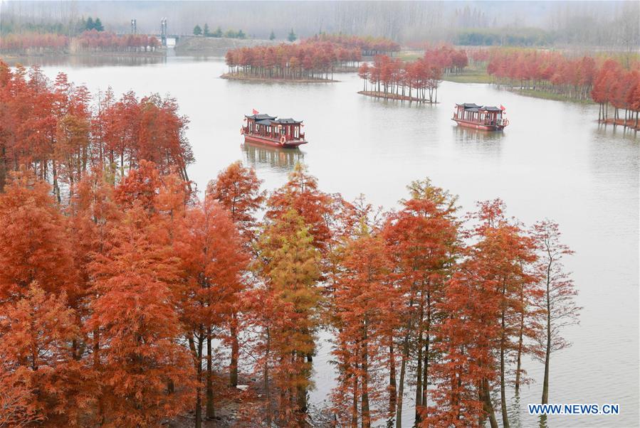 #CHINA-JIANGSU-REDWOOD-SCENERY (CN)