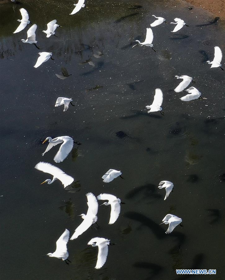 CHINA-GUANGXI-BEIBU GULF-EGRETS (CN)