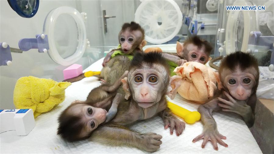 CHINA-SHANGHAI-GENE-EDITED MONKEYS (CN)