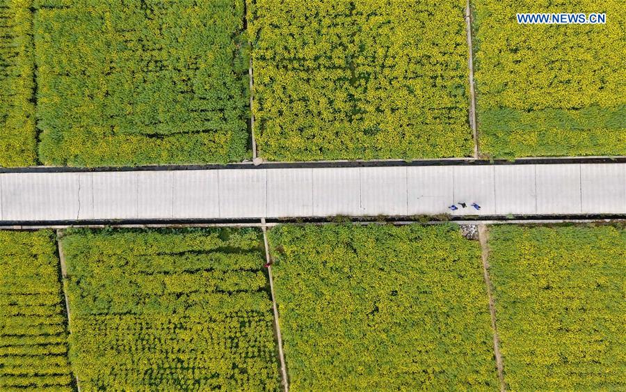 CHINA-SICHUAN-MIYI COUNTY-COLE FLOWERS (CN)