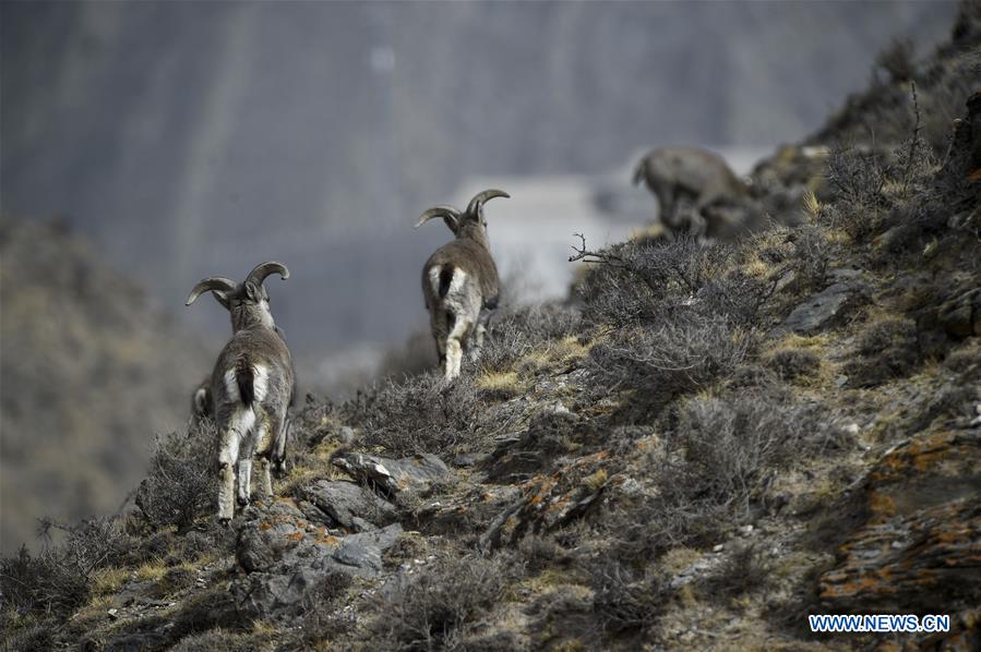 CHINA-NINGXIA-HELAN MOUNTAIN-BHARAL (CN)