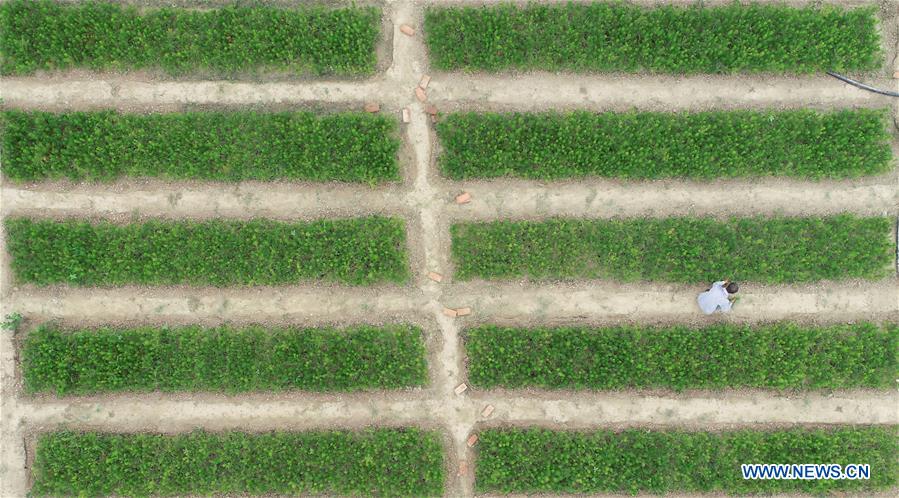 CHINA-LIAONING-FUXIN-FOREST PROTECTION (CN)