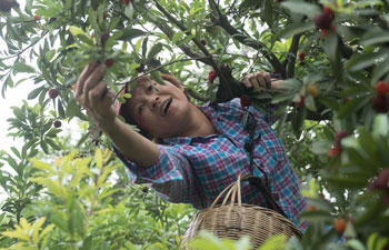 Waxberry enters harvest season in China's Zhejiang