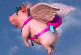 從尋風(fēng)、找豬到穿秋褲