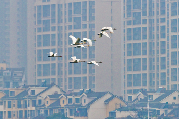 江西經(jīng)濟轉(zhuǎn)型求變：注入生態(tài)、創(chuàng)新、智能多重因子