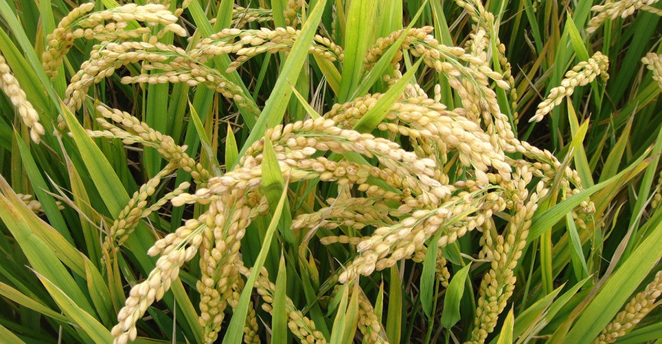 農(nóng)業(yè)部關于命名第一批國家農(nóng)產(chǎn)品質量安全縣(市)的通知