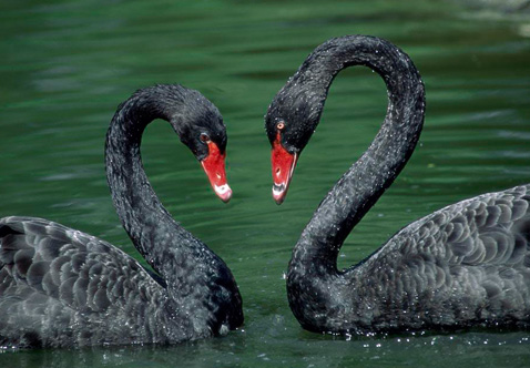 ?？低?ldquo;黑天鵝&rdquo;驚魂兩天