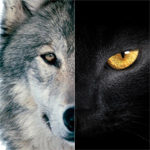 探針 | 2016：雙極，雙11