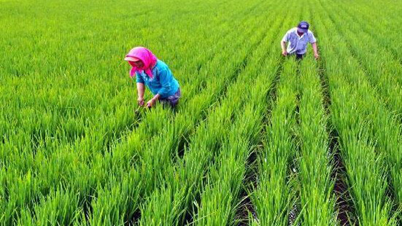 商業(yè)性農(nóng)產(chǎn)品收入保險入列