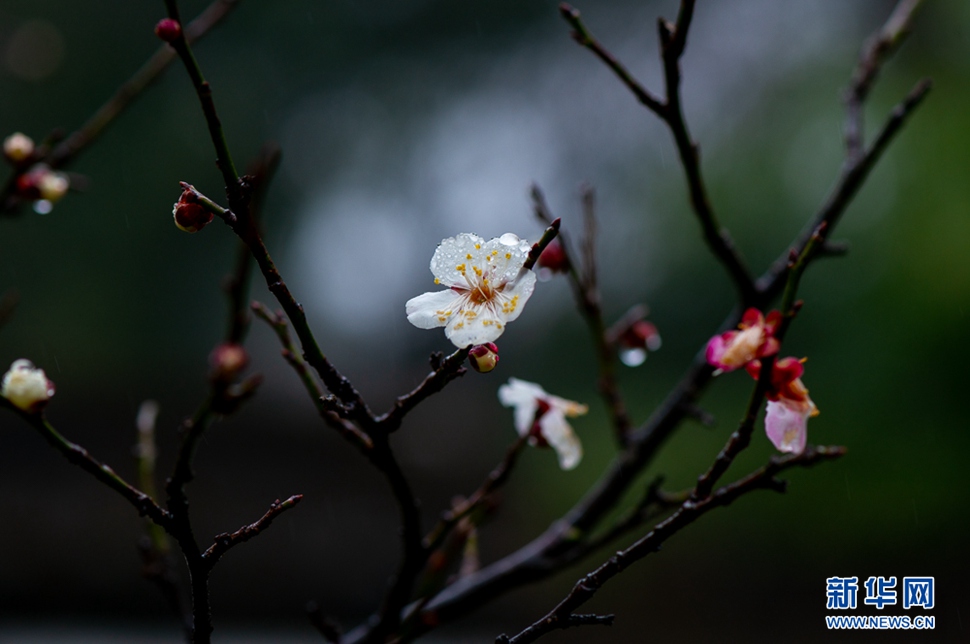 疏影橫斜，暗香浮動