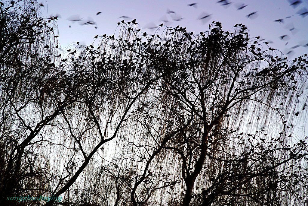 大明湖畔萬(wàn)鳥聚集