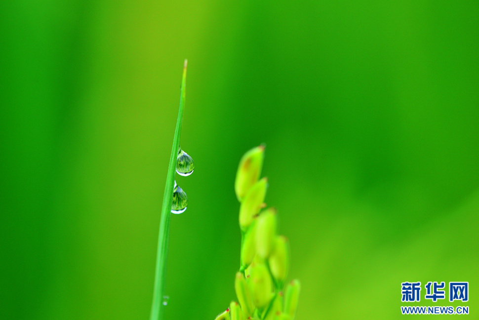 又到稻花飄香時(shí)