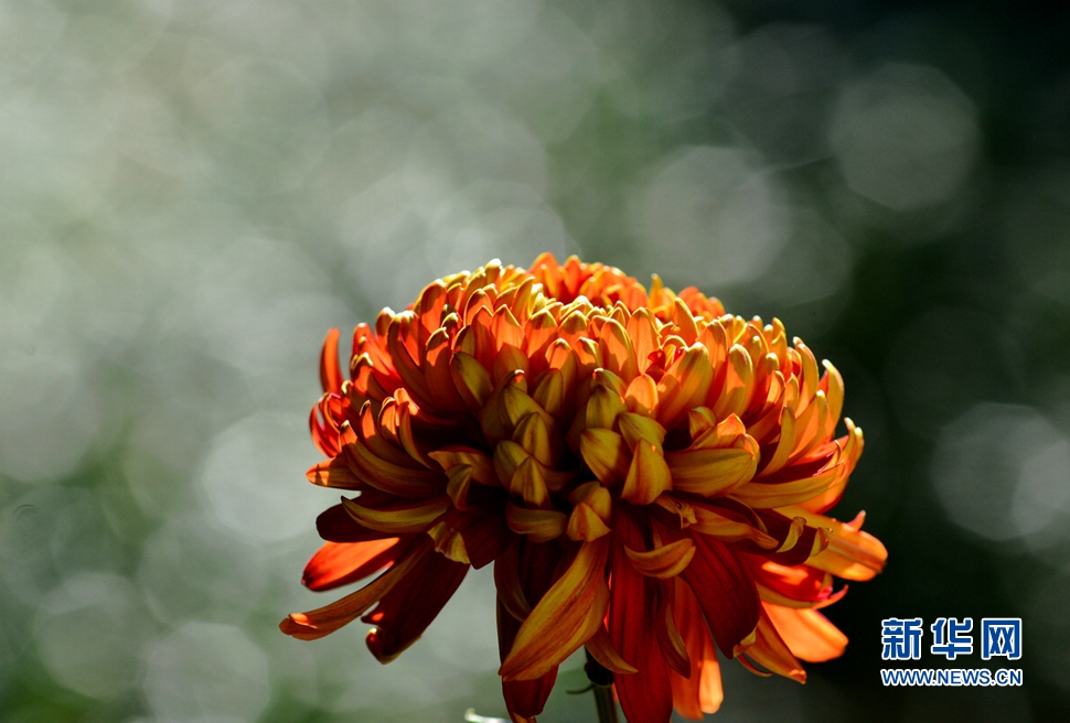 《此時(shí)花開(kāi)》