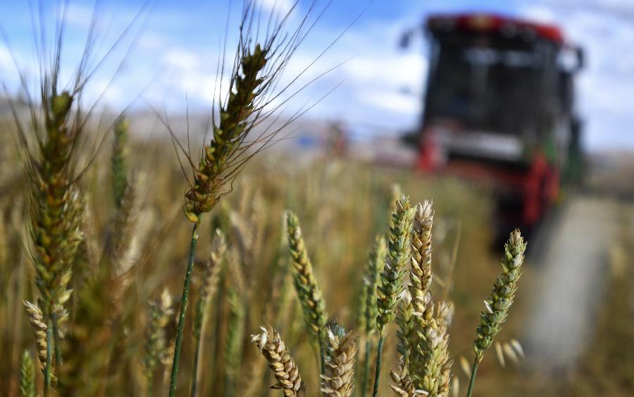 豐收的喜悅！看，各地秋收忙