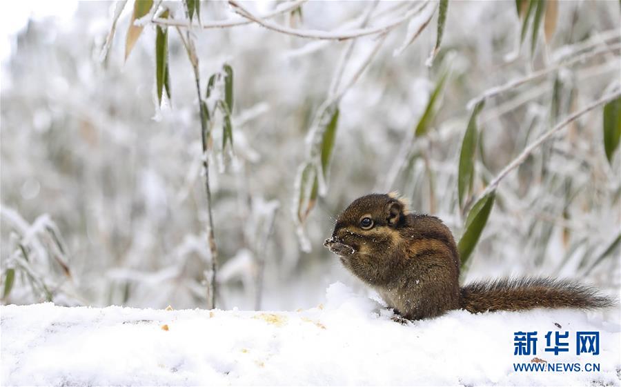(社會(huì))(8)暢游冰雪瓦屋山