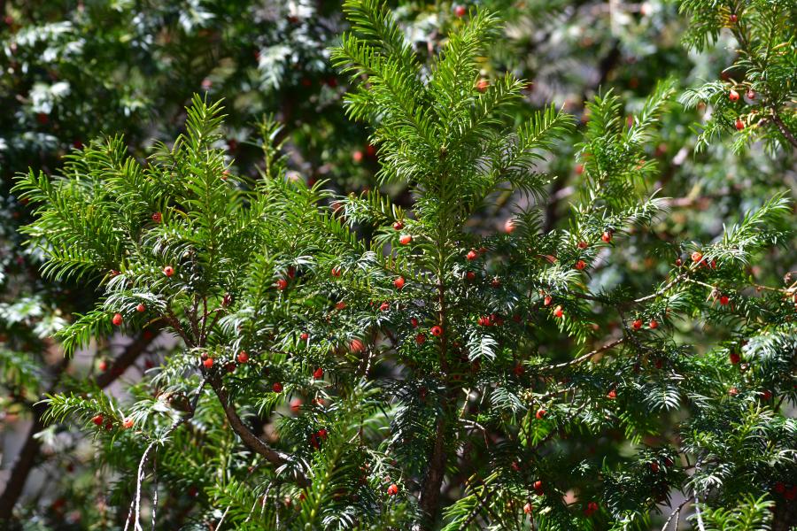時(shí)隔40多年，我國再度發(fā)現(xiàn)珍稀瀕危植物密葉紅豆杉種群