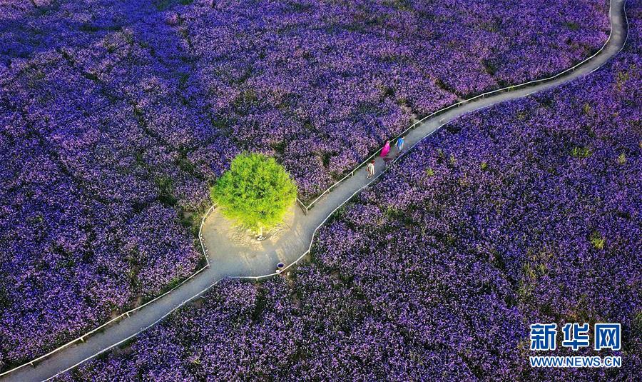 （十九大&middot;讀報(bào)告 話民生）（7）加快生態(tài)文明體制改革，建設(shè)美麗中國