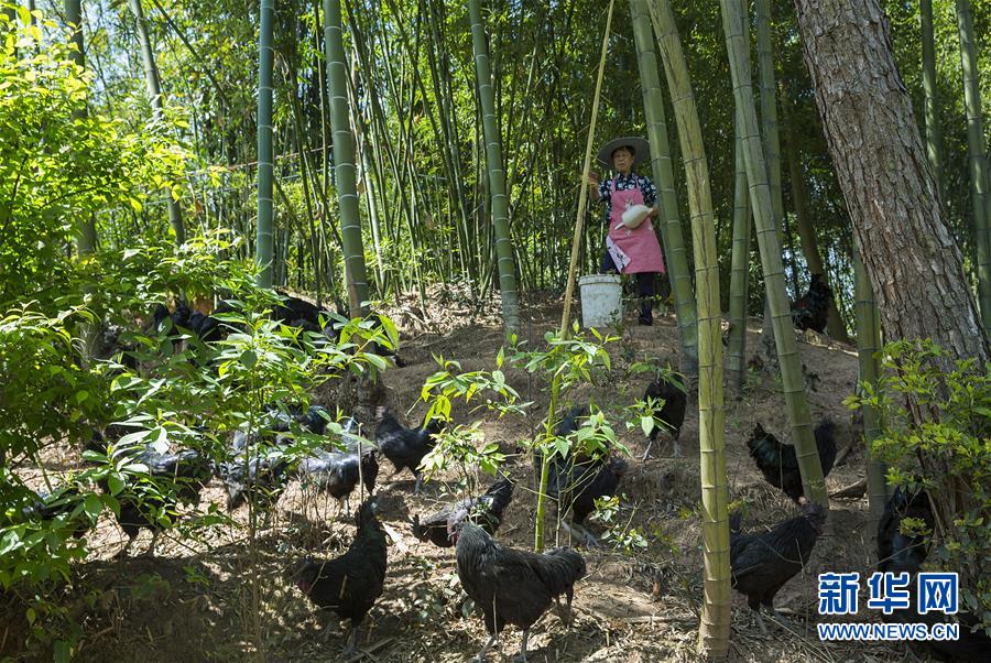 （新華全媒頭條&middot;圖文互動）（2）赤水：別了，貧困！