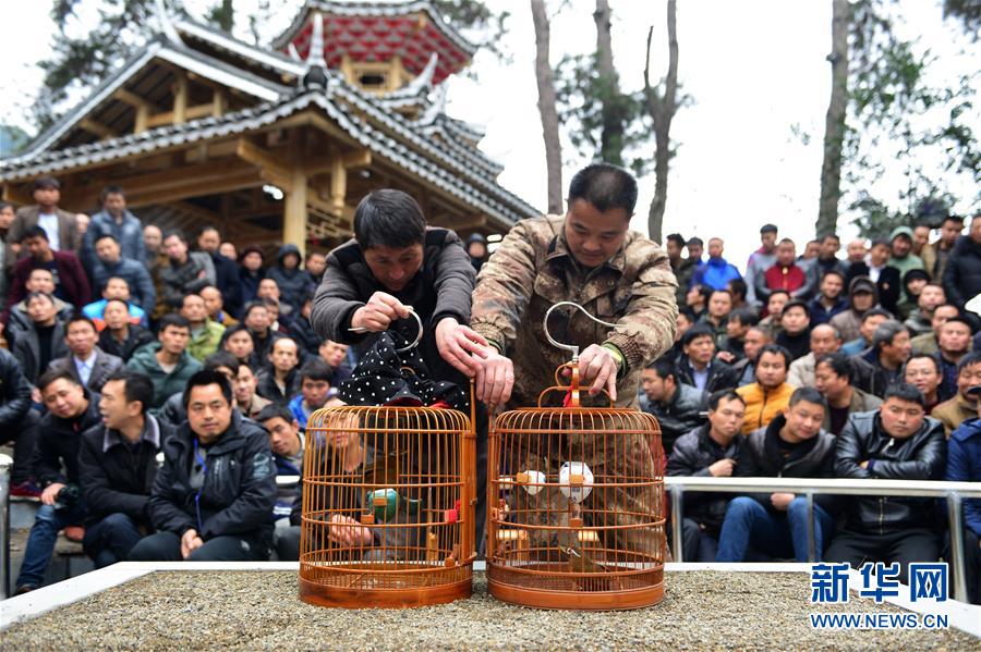 #（社會(huì)）（3）貴州劍河：斗畫眉 迎新春