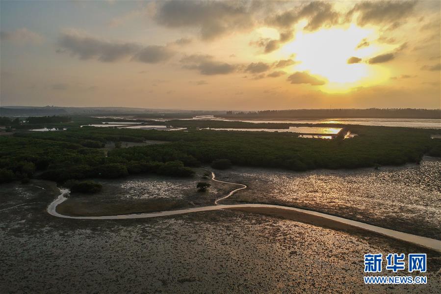 （圖文互動(dòng)）（1）十年樹(shù)木、紅樹(shù)成林&mdash;&mdash;&ldquo;海上森林&rdquo;回歸記