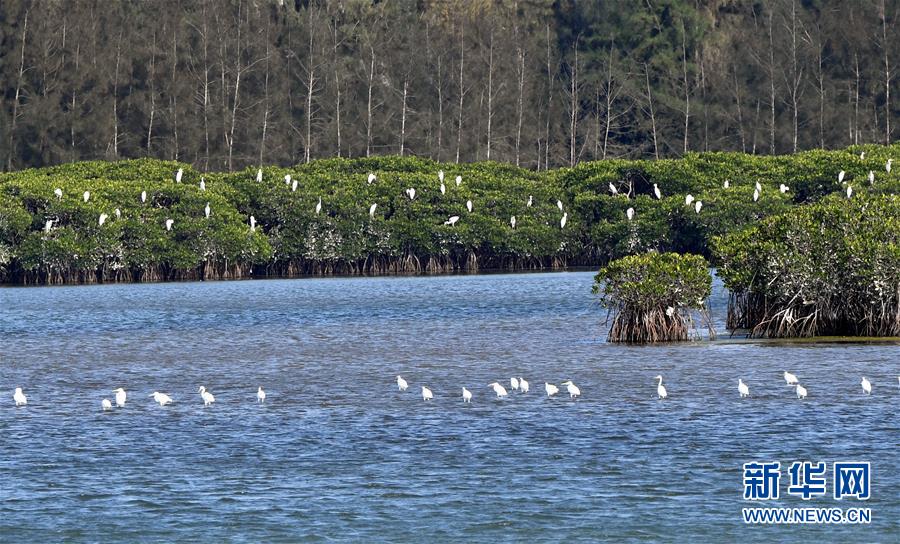 （圖文互動(dòng)）（2）十年樹木、紅樹成林&mdash;&mdash;&ldquo;海上森林&rdquo;回歸記
