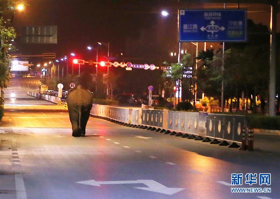 （社會(huì)）云南普洱鬧市區(qū)上演&ldquo;象出沒&rdquo;