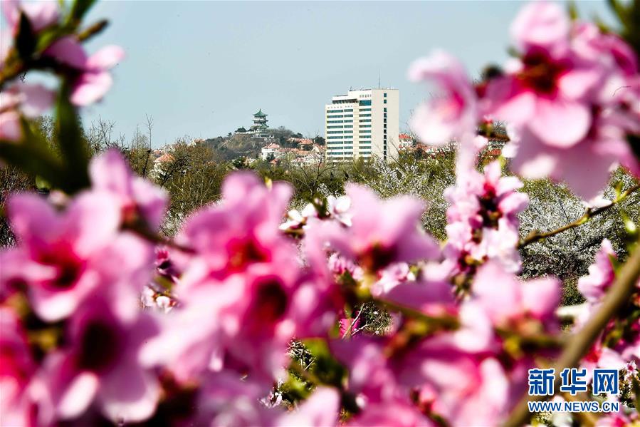 （春季美麗生態(tài)）（2）青島賞花會(huì)啟幕