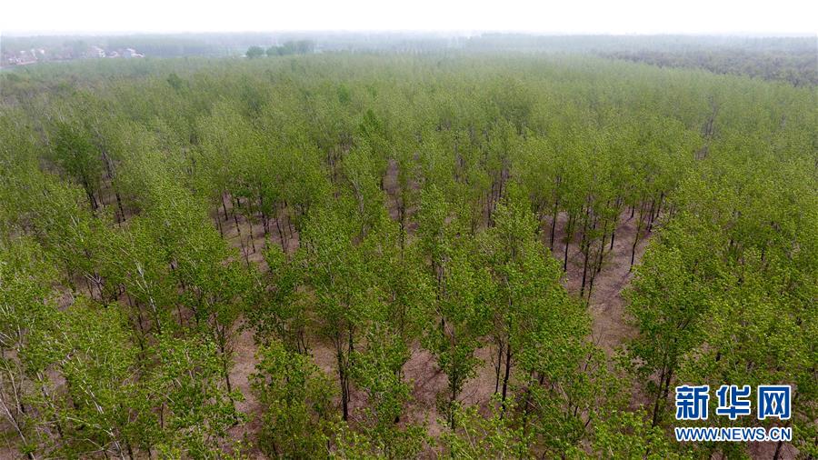 （在習(xí)近平新時代中國特色社會主義思想指引下&mdash;&mdash;新時代新氣象新作為&middot;圖文互動）（2）河南民權(quán)：三代造林人接力68年播綠黃河故道