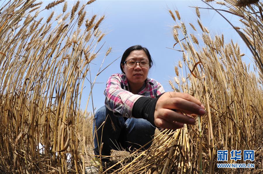 （經(jīng)濟）（4）把脈&ldquo;渤海糧倉&rdquo;促增產(chǎn)