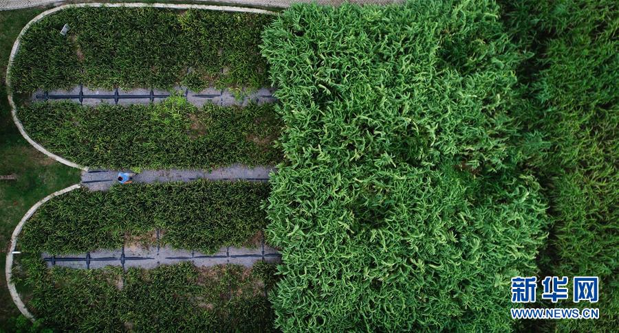 （在習(xí)近平新時(shí)代中國(guó)特色社會(huì)主義思想指引下&mdash;&mdash;新時(shí)代新作為新篇章&middot;圖文互動(dòng)）（3）稀奇！治污濕地成了休閑公園&mdash;&mdash;江蘇蘇州全域推進(jìn)農(nóng)村生活污水治理