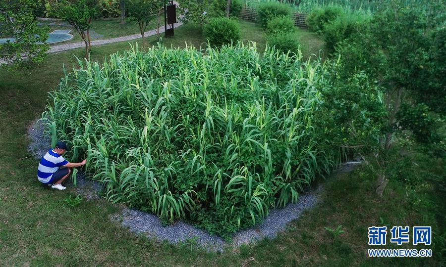 （在習(xí)近平新時(shí)代中國(guó)特色社會(huì)主義思想指引下&mdash;&mdash;新時(shí)代新作為新篇章&middot;圖文互動(dòng)）（4）稀奇！治污濕地成了休閑公園&mdash;&mdash;江蘇蘇州全域推進(jìn)農(nóng)村生活污水治理