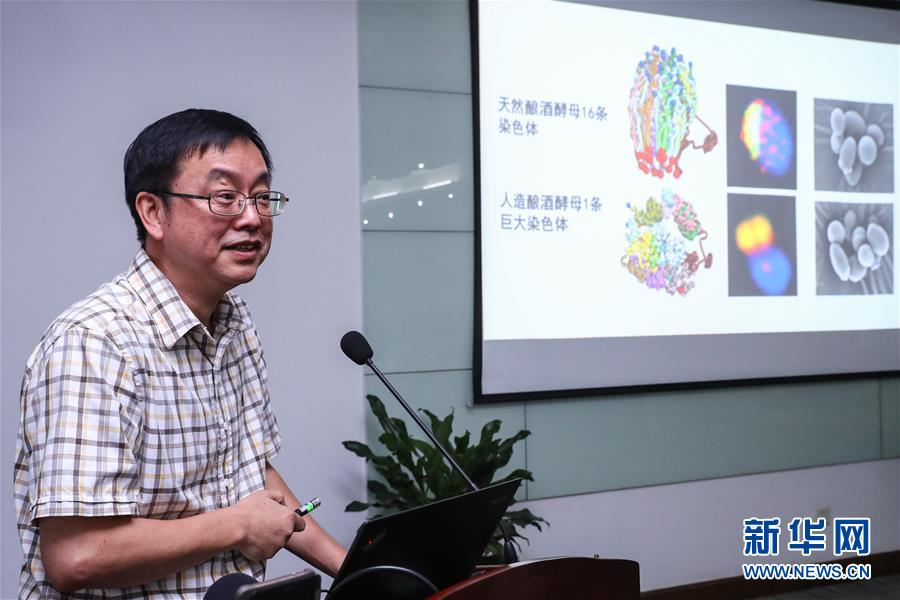 （科技）（2）中國&ldquo;創(chuàng)造&rdquo;世界首例單條染色體真核細胞