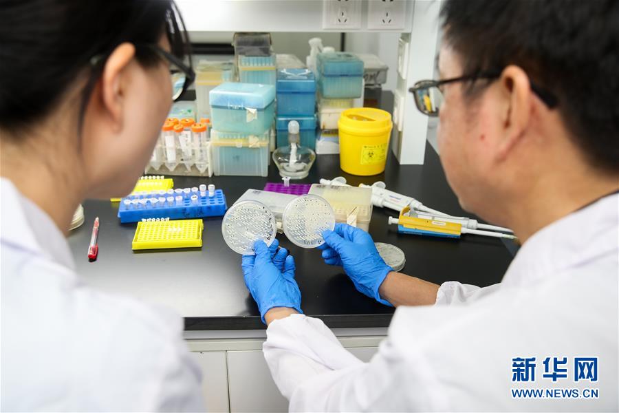 (新華全媒頭條·圖文互動)(2)人造單條染色體真核細胞問世 我國開啟合成生物學研究新時代
