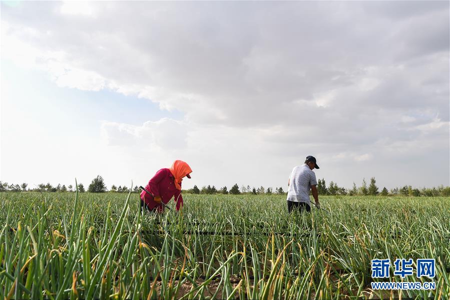 （新華全媒頭條&middot;在習(xí)近平新時(shí)代中國(guó)特色社會(huì)主義思想指引下&mdash;&mdash;新時(shí)代新作為新篇章&middot;圖文互動(dòng)）（3）綠富同興畫(huà)卷在沙海中鋪展&mdash;&mdash;庫(kù)布其沙漠生態(tài)治理紀(jì)實(shí)