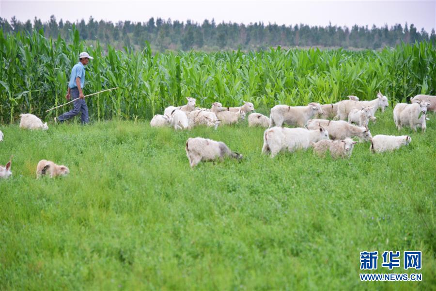 (在習(xí)近平新時(shí)代中國特色社會主義思想指引下——新時(shí)代新作為新篇章·圖文互動(dòng))(3)庫布其競相演繹“點(diǎn)沙成金”傳奇