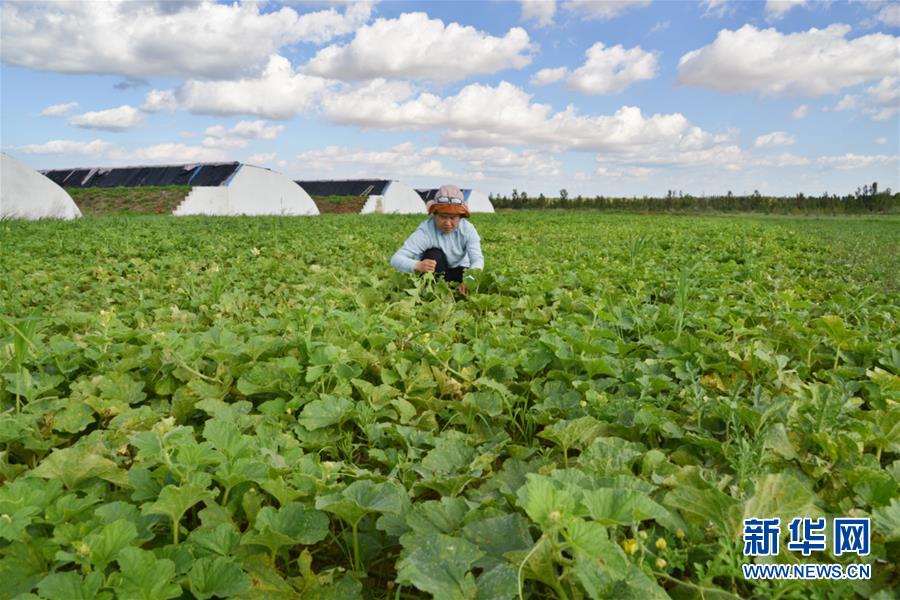 (在習(xí)近平新時(shí)代中國特色社會主義思想指引下——新時(shí)代新作為新篇章·圖文互動(dòng))(4)庫布其競相演繹“點(diǎn)沙成金”傳奇