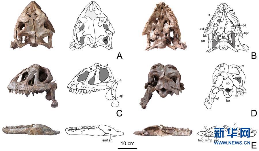 (圖文互動(dòng))(3)云南祿豐發(fā)現(xiàn)基干蜥腳型類恐龍新屬種“孫氏彝州龍”