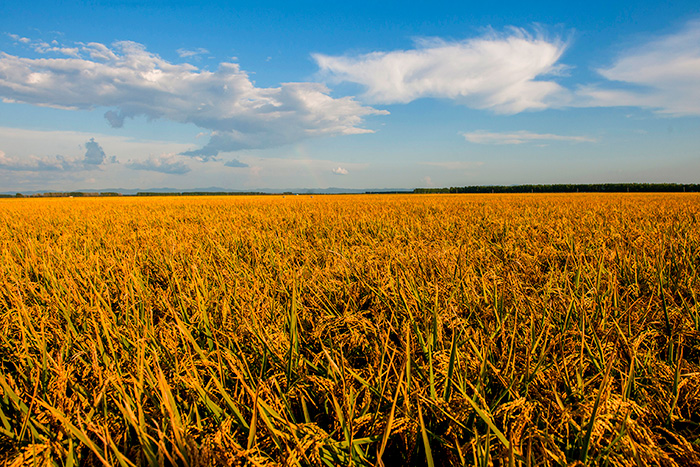 秋收的中國，你想象不到的美！但更美的是&hellip;&hellip;