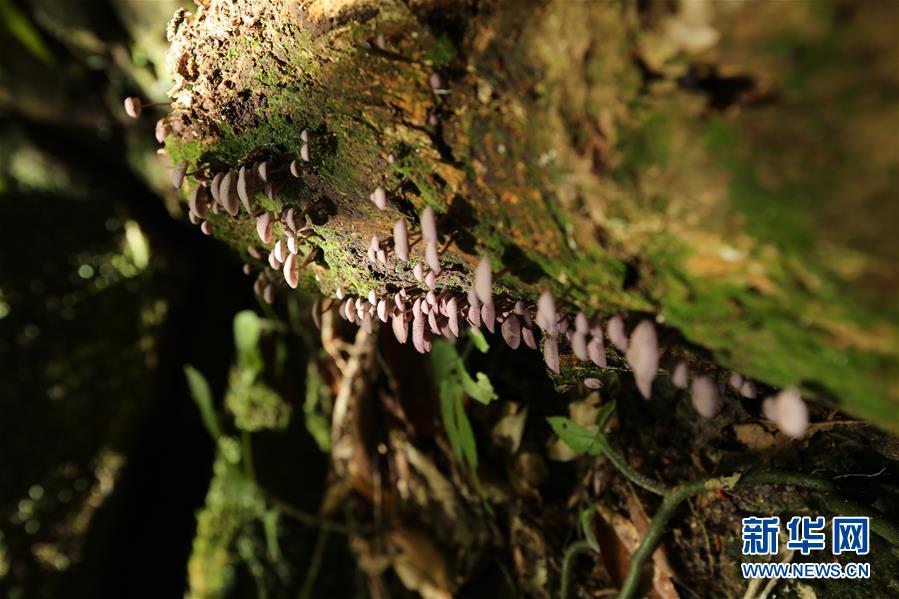 (新華全媒頭條·圖文互動(dòng))(4)歸來的雨林