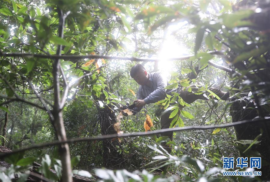 (新華全媒頭條·圖文互動(dòng))(7)歸來的雨林