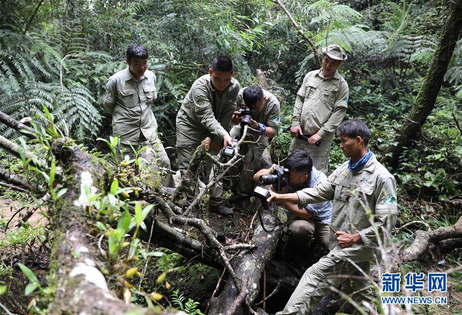 (新華全媒頭條·圖文互動(dòng))(8)歸來的雨林