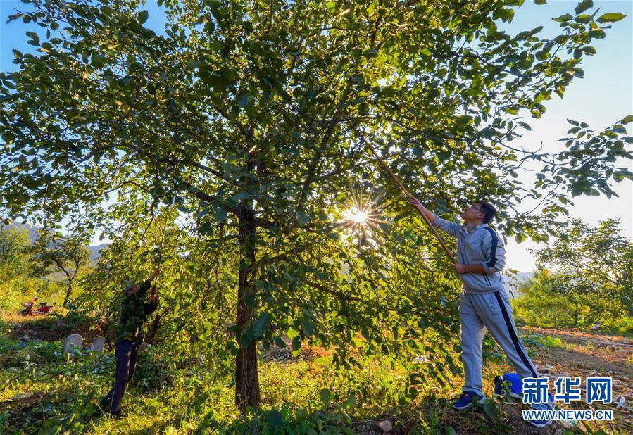 （在習(xí)近平新時代中國特色社會主義思想指引下&mdash;&mdash;新時代新作為新篇章&middot;鄉(xiāng)村振興戰(zhàn)略&middot;圖文互動）（1）&ldquo;小山貨&rdquo;成為&ldquo;黃金果&rdquo;&mdash;&mdash;河北涉縣山核桃&ldquo;抱團(tuán)發(fā)展&rdquo;贏市場
