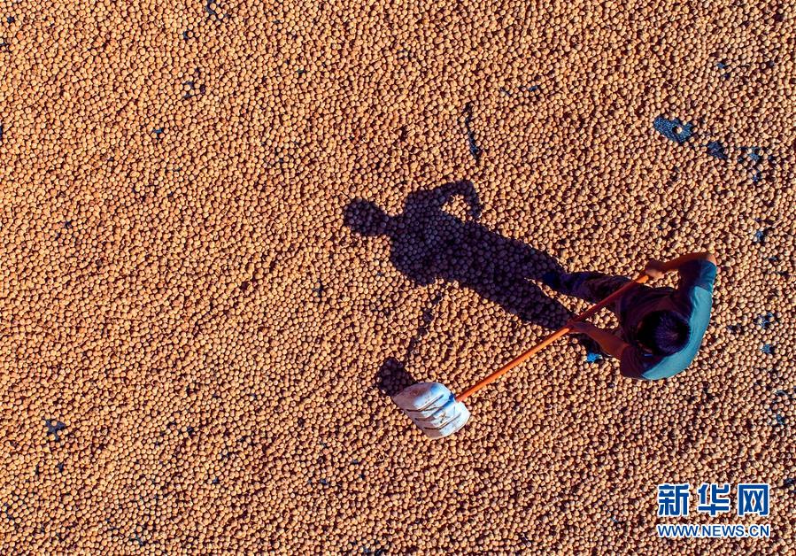 （在習(xí)近平新時代中國特色社會主義思想指引下&mdash;&mdash;新時代新作為新篇章&middot;鄉(xiāng)村振興戰(zhàn)略&middot;圖文互動）（2）&ldquo;小山貨&rdquo;成為&ldquo;黃金果&rdquo;&mdash;&mdash;河北涉縣山核桃&ldquo;抱團(tuán)發(fā)展&rdquo;贏市場