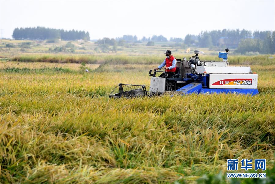 （新華全媒頭條&middot;壯闊東方潮　奮進新時代&mdash;&mdash;慶祝改革開放40年&middot;圖文互動）（9）小崗，與時代同行&mdash;&mdash;&ldquo;中國農(nóng)村改革第一村&rdquo;40年變遷的改革啟示